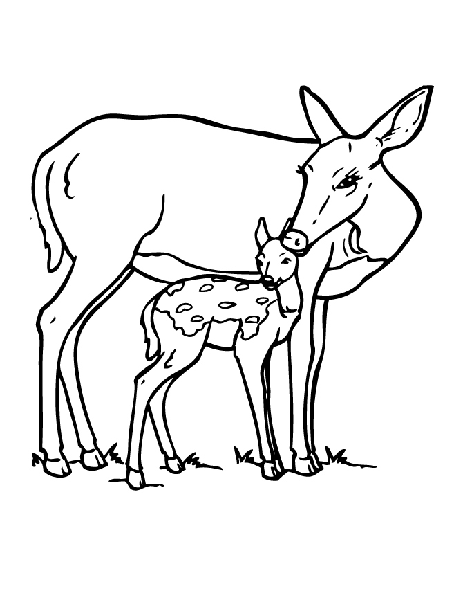670x867 Deer Coloring Page Luxury Baby Deer Coloring Pages Az Coloring