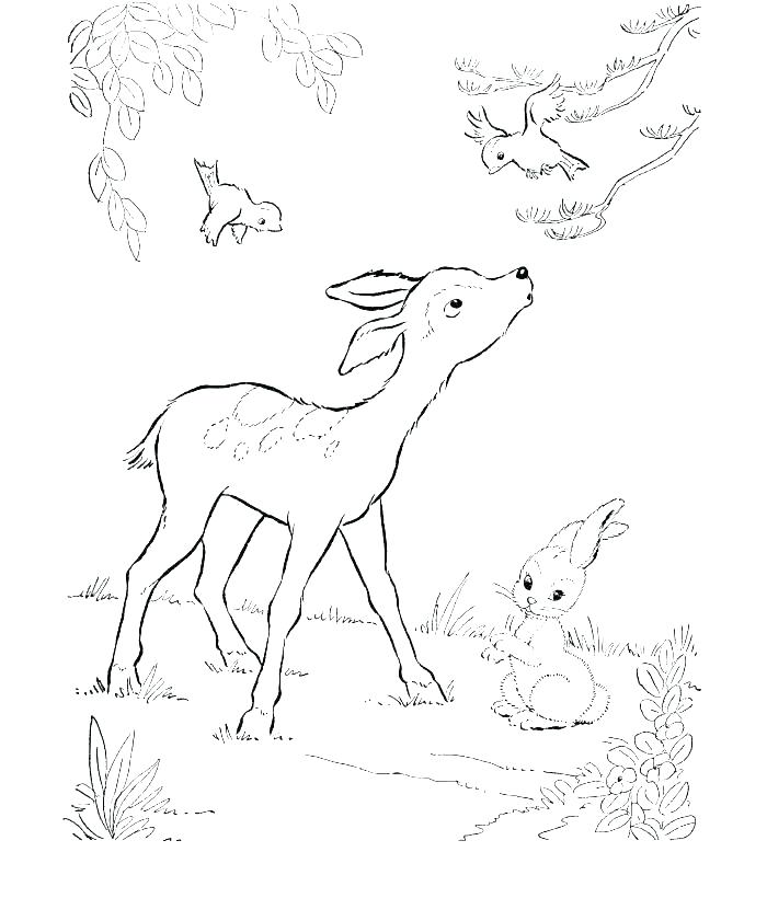 700x820 Deer Hunting Coloring Pages Deer Coloring Pages Baby Hunting