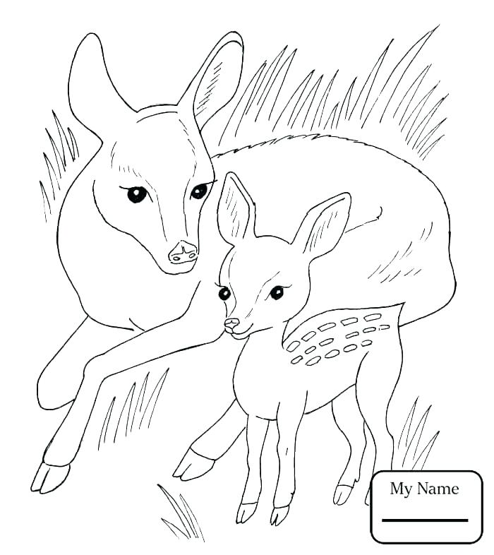 700x786 Fawn Coloring Pages Coloring Book Fawn Coloring Pages Page Central