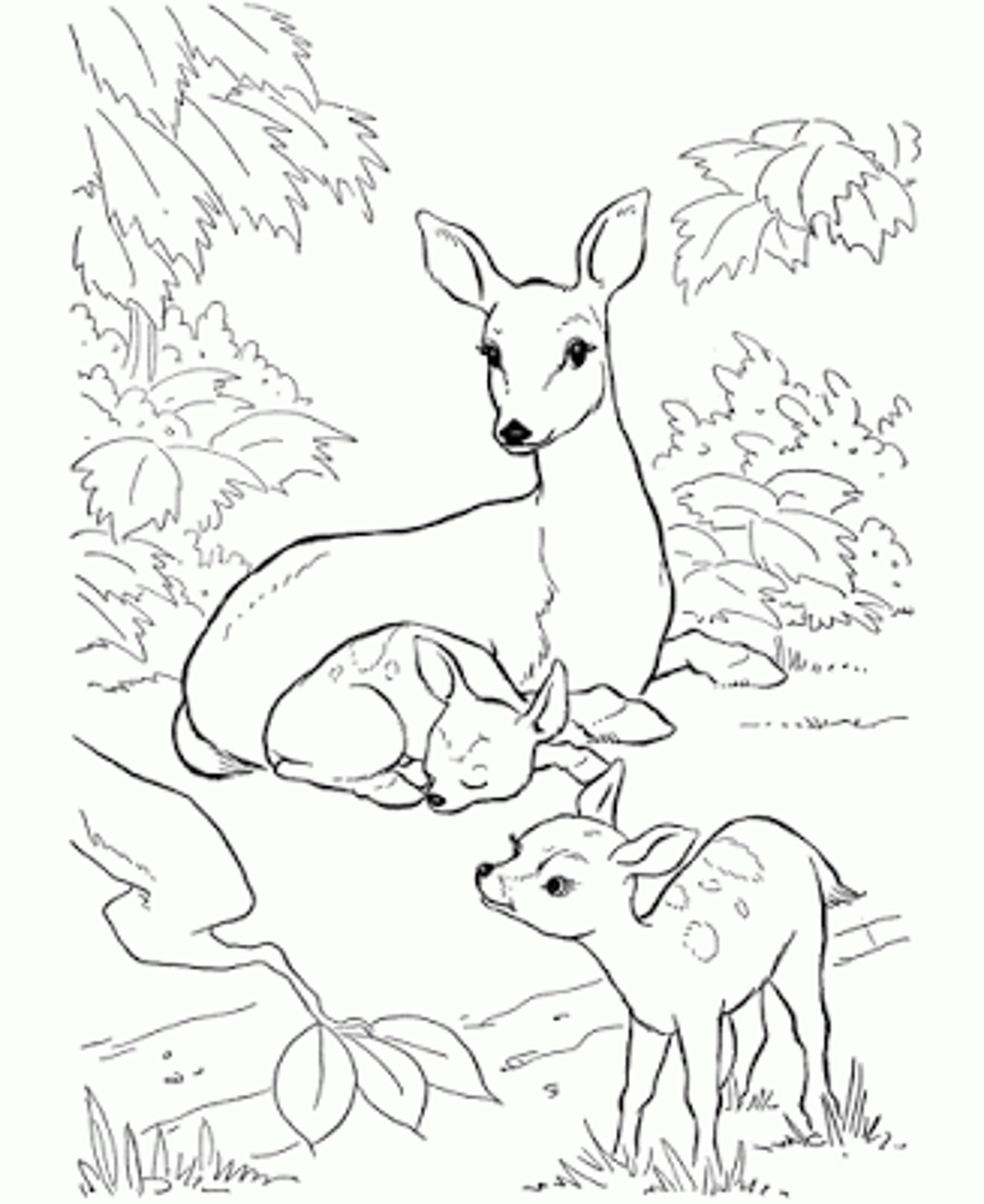 2000x2446 Baby Deer Coloring Page