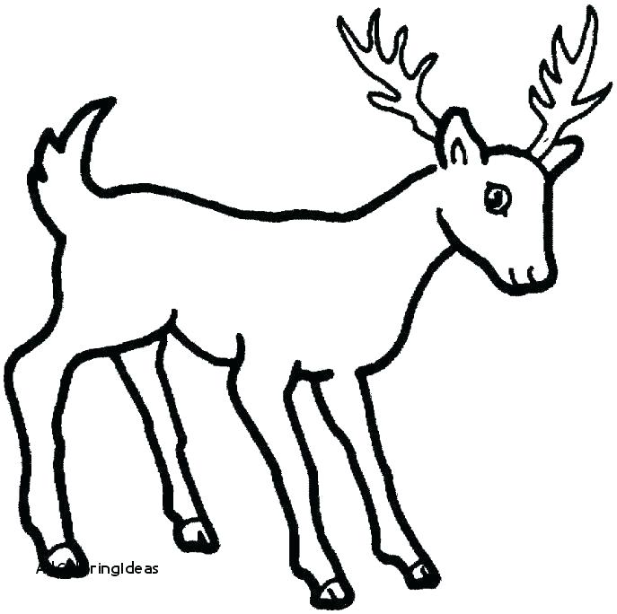 687x684 Whitetail Deer Coloring Pages Deer Coloring Pages Baby Deer
