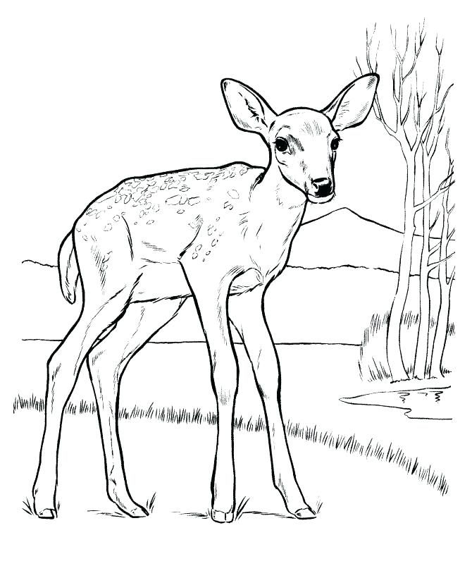 670x820 Baby Deer Coloring Pages Baby Deer Coloring Pages Medium Size