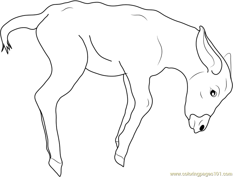 800x608 Jumping Baby Donkey Coloring Page