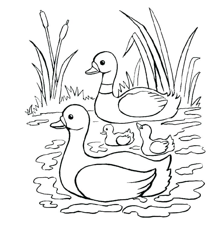 728x760 Baby Duck Coloring Pages Duck Color Pages Mallard Duck Coloring
