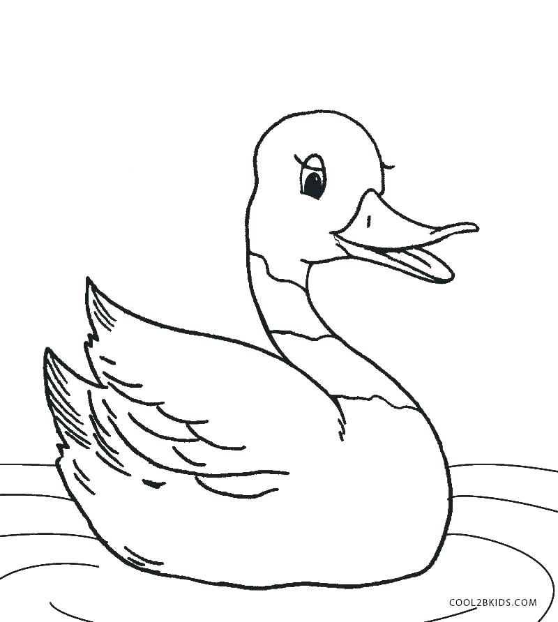 800x892 Coloring Pictures Of Ducks Coloring Page Duck Pages Ducks Mallard