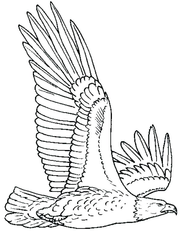 600x767 Coloring Pages Eagle Coloring Pages Of Eagles Coloring Pages