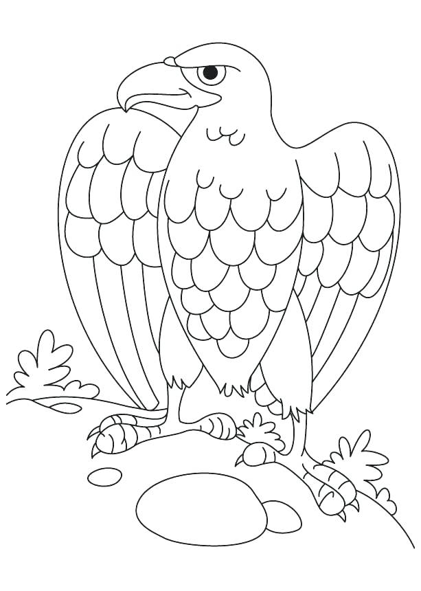 613x860 Coloring Pages Of Birds Animal Bald Eagle Coloring Pages Birds