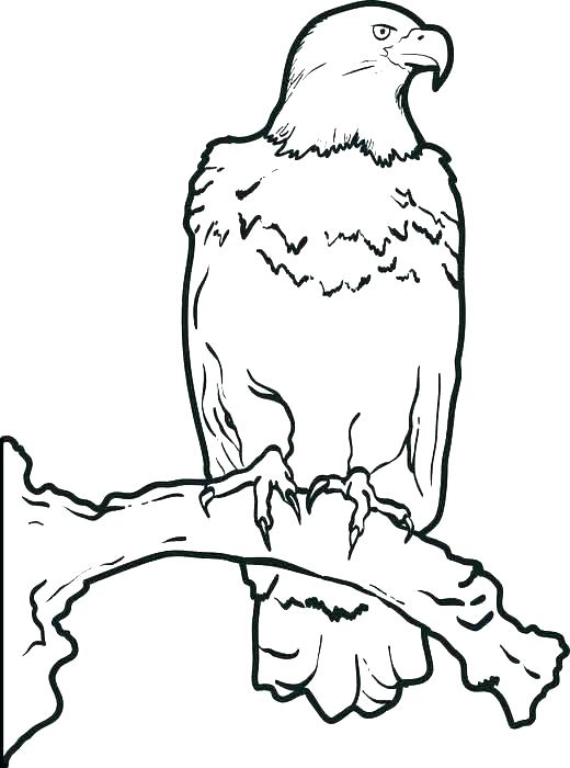 520x700 Coloring Sheet Eagle Eagles Coloring Pages Eagles Coloring Pages