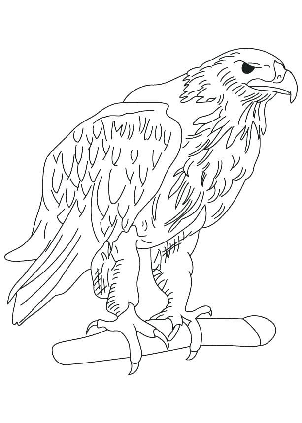 613x860 Eagle Color Page Baby Eagle Coloring Pages Free Printable Bald