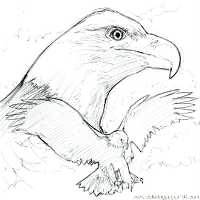 650x650 Coloring Bald Eagle Coloring Pages Printable Sketch E Page Free