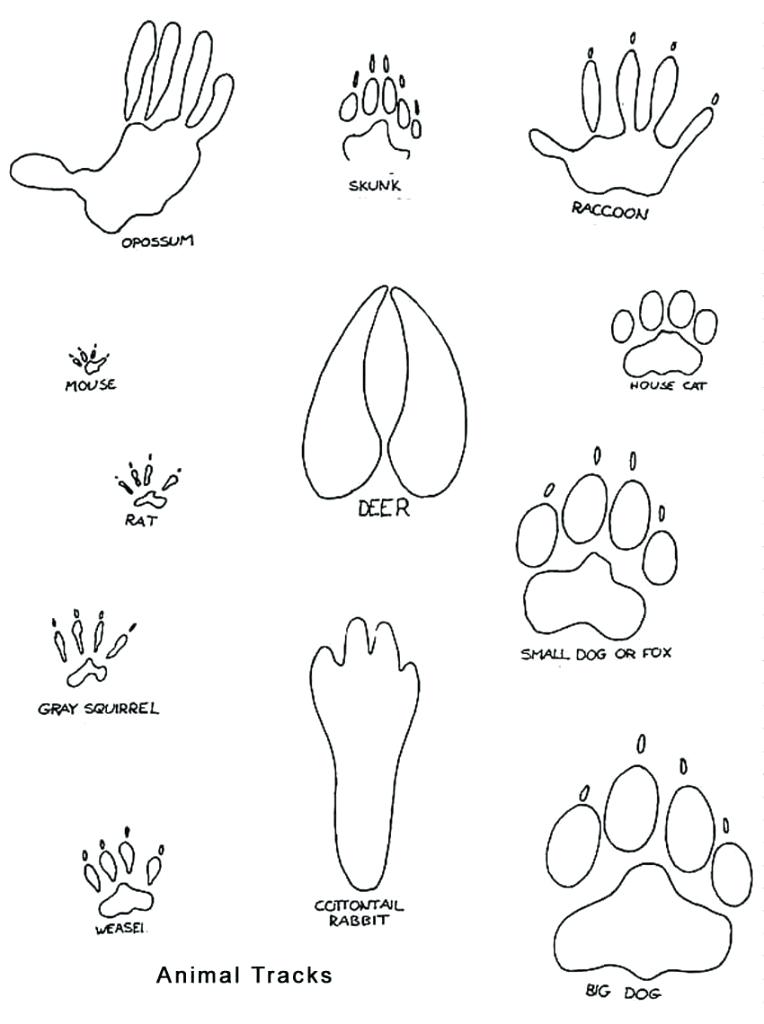 764x1024 Footprints Coloring Page Coloring Pages Of Animal Footprints