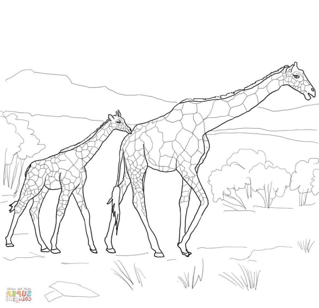 1024x990 Coloring For Kids Marvelous Baby Giraffe Pages Cute Colouring