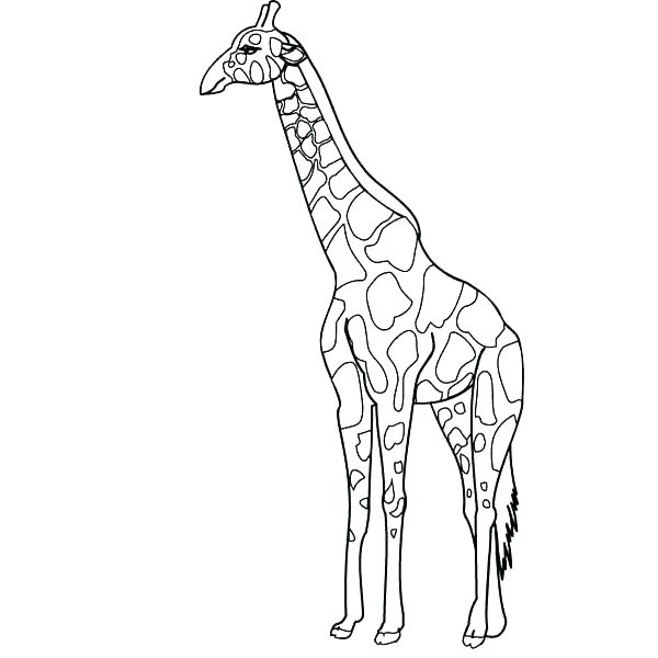 600x600 Cute Baby Giraffe Coloring Pages Printable Coloring Coloring Page