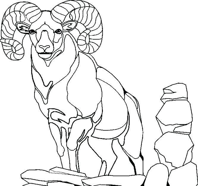 666x625 Baby Goat Colouring Pages Coloring Sheet Billy Book Example Page