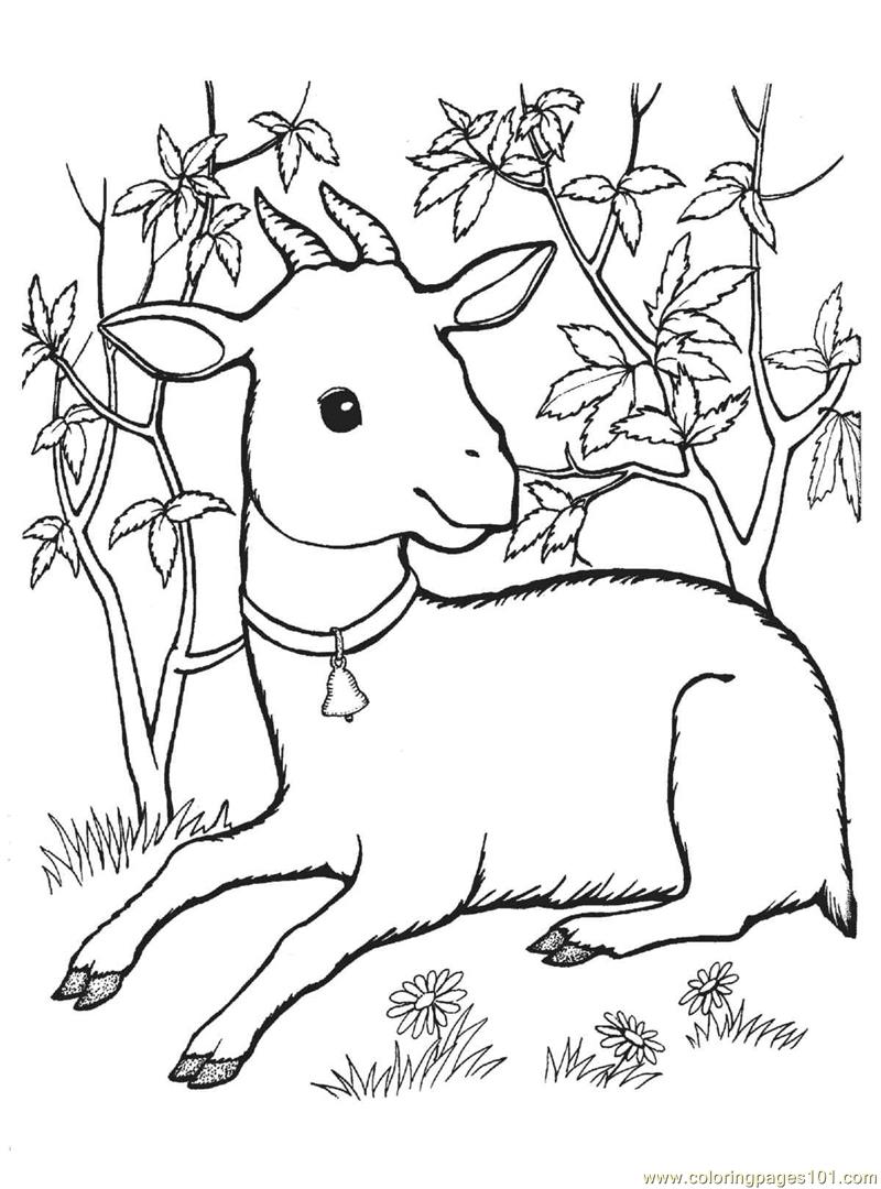 800x1080 Free Printable Goat Coloring Pages