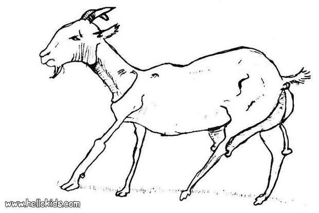 620x414 Goat Coloring Pages