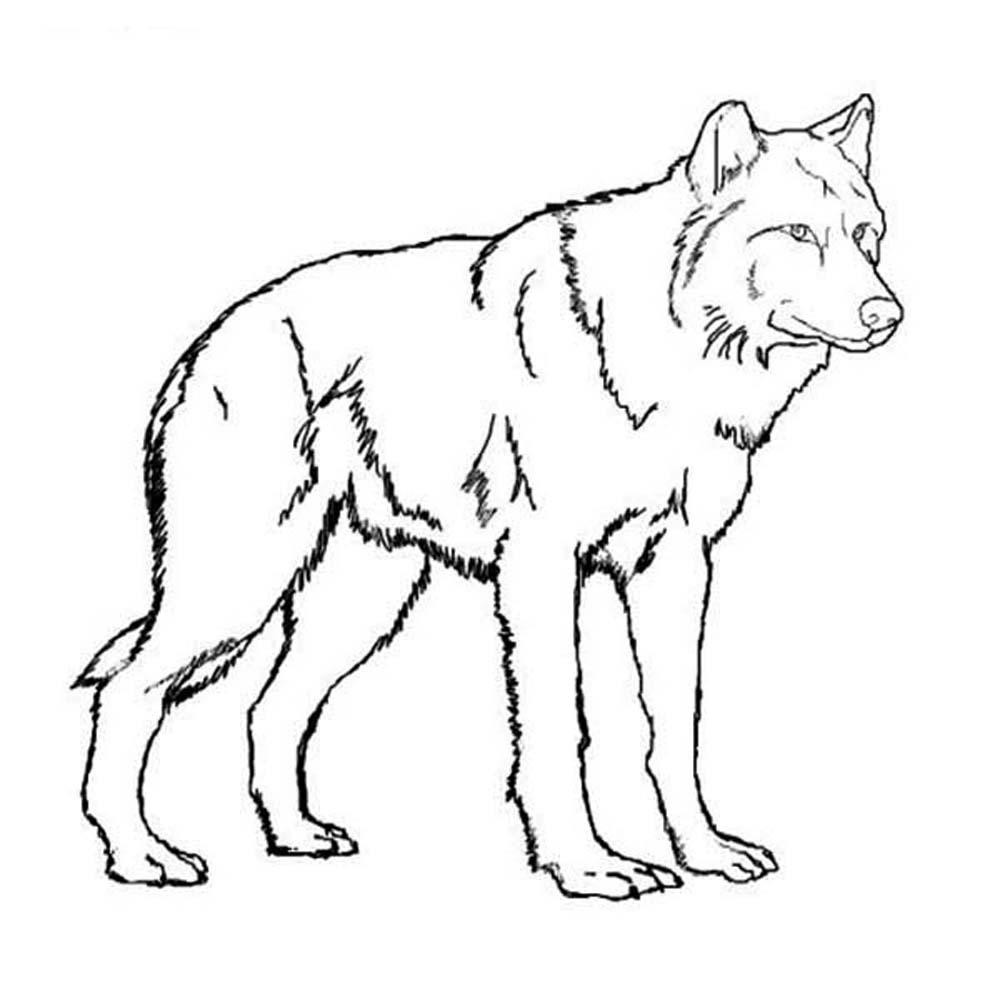 1000x1000 Arctic Wolf Coloring Pages Goat And Color Page Animal Baby