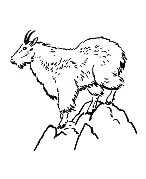 600x736 Baby Goat Coloring Pages Baby Goat Coloring Page Free Pages