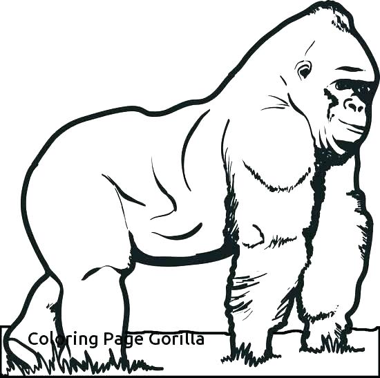 550x547 Gorilla Coloring Page Baby Gorilla Coloring Pages Baby Gorilla