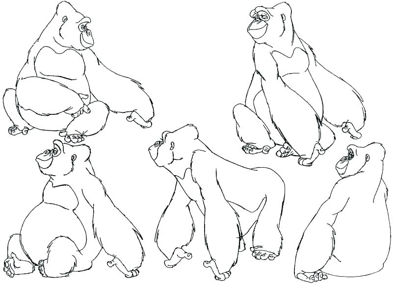 805x581 Gorilla Coloring Pages Gorilla Coloring Page Gorilla Coloring