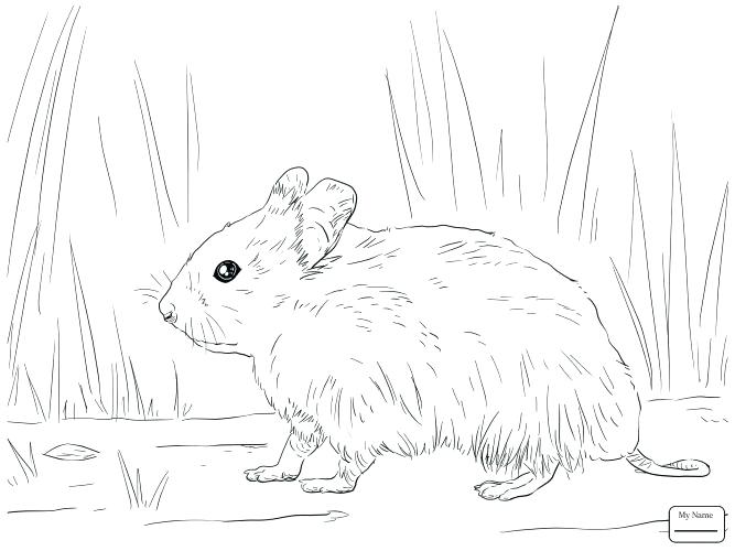 667x500 Cute Baby Hamster Coloring Pages Coloring Pages Hamster Coloring