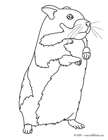 364x470 Cute Baby Hamster Coloring Pages Page Sensational Ideas Wheel