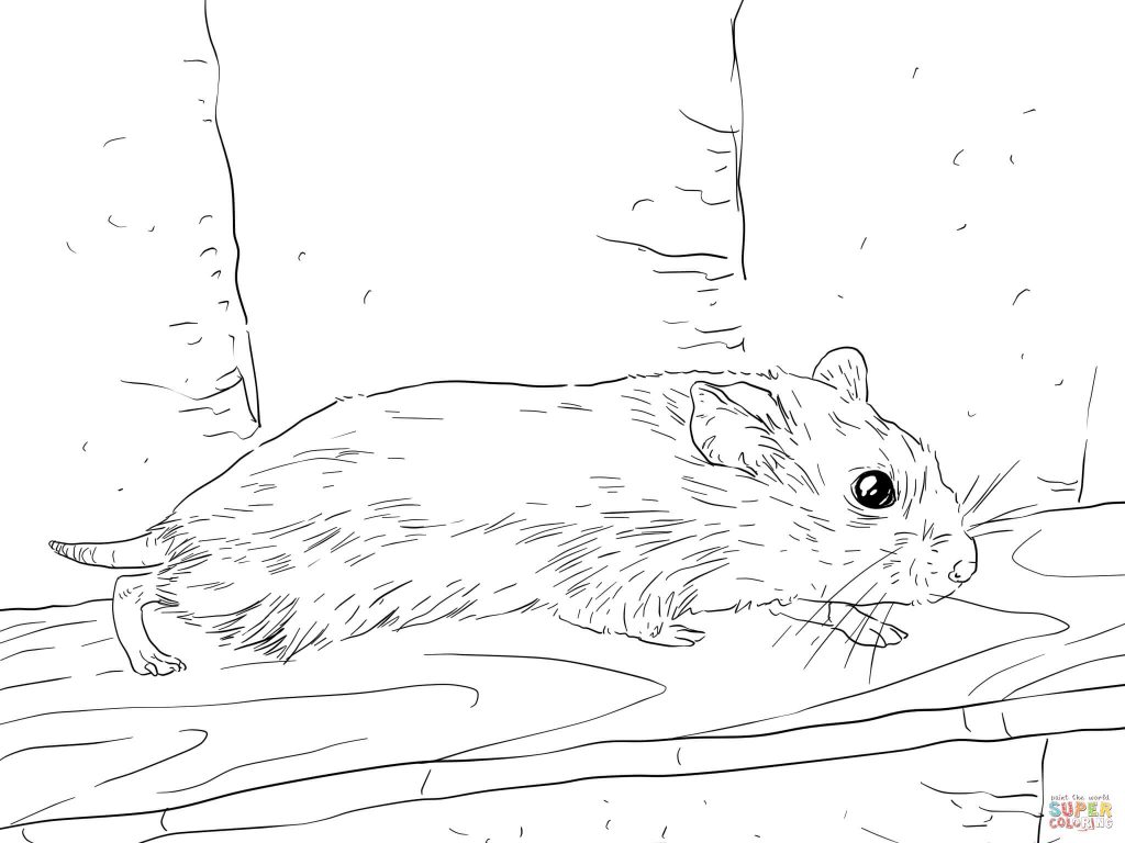 1024x768 Roborovski Dwarf Hamster Download Coloring Page