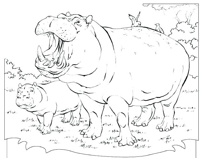 650x508 Hippopotamus Coloring Page Baby Hippo Coloring Pages Hippo