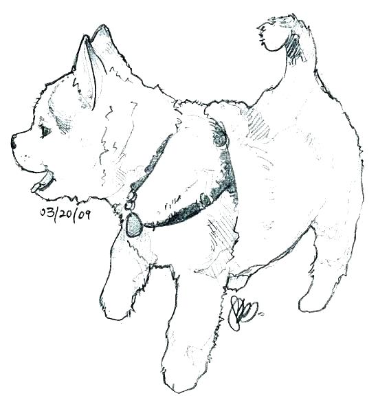 550x598 Husky Coloring Pages Husky Coloring Pages Puppy Printable Coloring