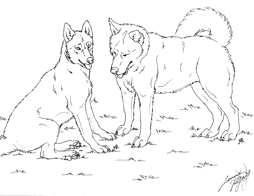 854x658 Coloring Page Adult Coloring Book Husky Puppy Malamute Coat
