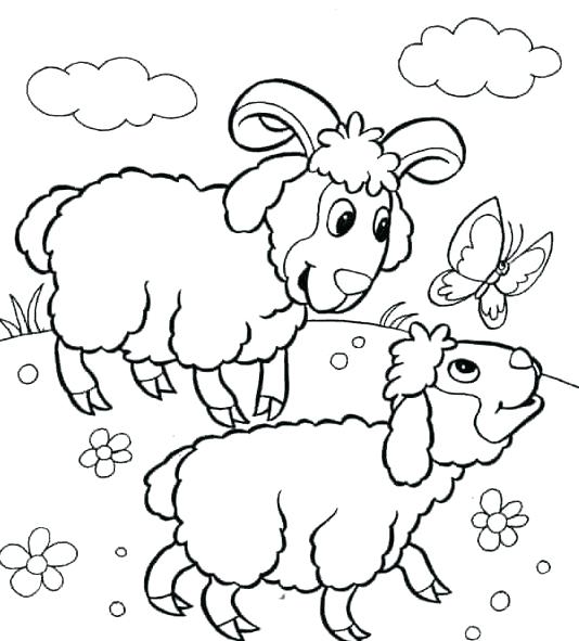 534x591 Coloring Page Sheep Coloring Pages Sheep Lamb Picture