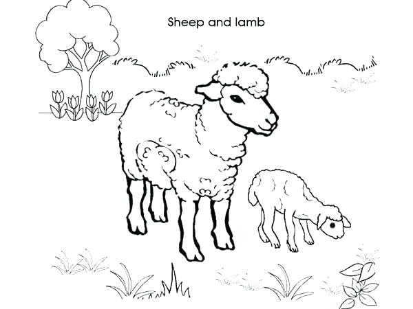 600x450 Lamb Coloring Sheet The Crippled Lamb Coloring Sheet Baby Sheep