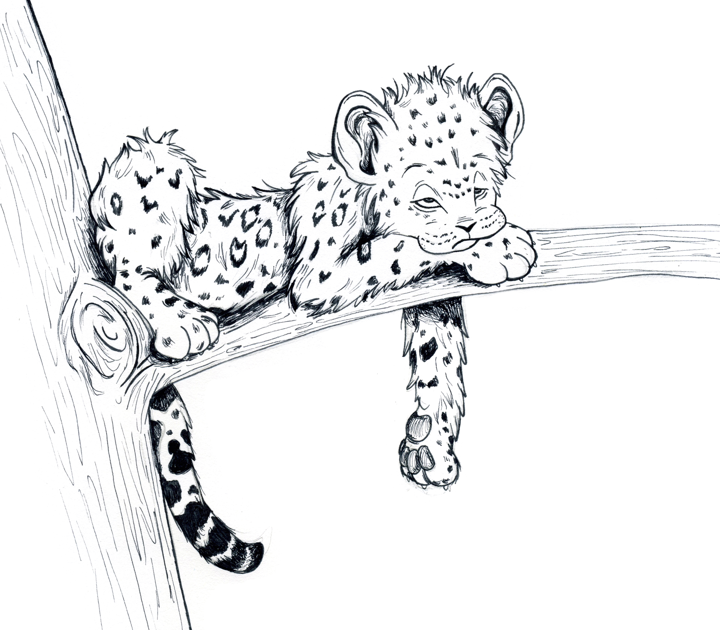 Cute Baby Leopard Coloring Pages Coloring Pages