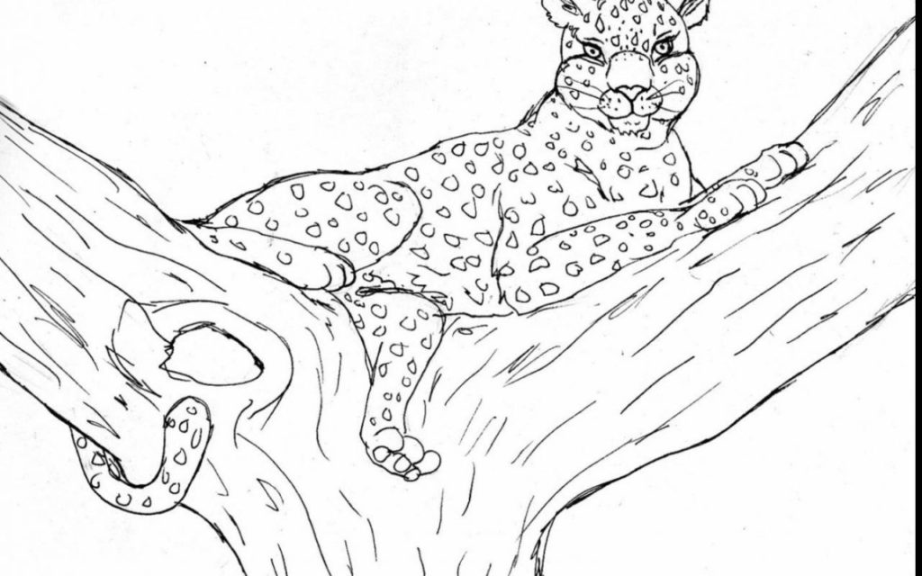 1024x640 Leopard Coloring Page Get Bubbles