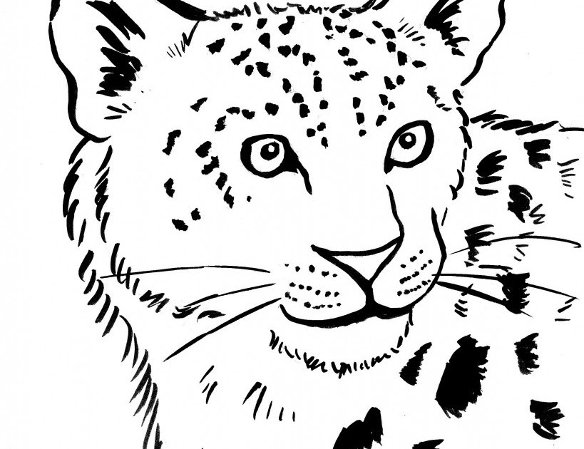 819x630 Luxury Snow Leopard Coloring Pages Snow Leopard Drawing
