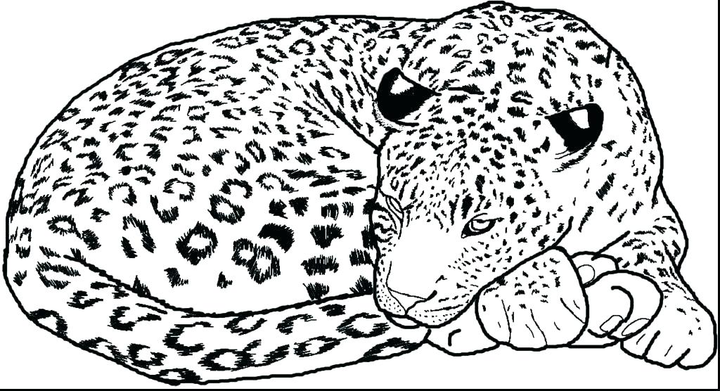 1024x556 Snow Leopard Coloring Pages Baby Leopard Coloring Pages Page