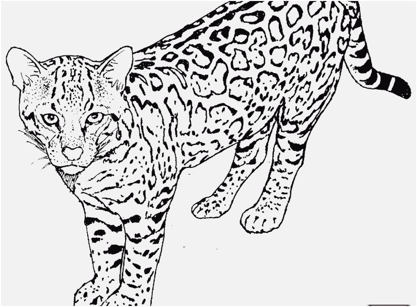 827x609 The Best Capture Leopard Coloring Pages Elegant