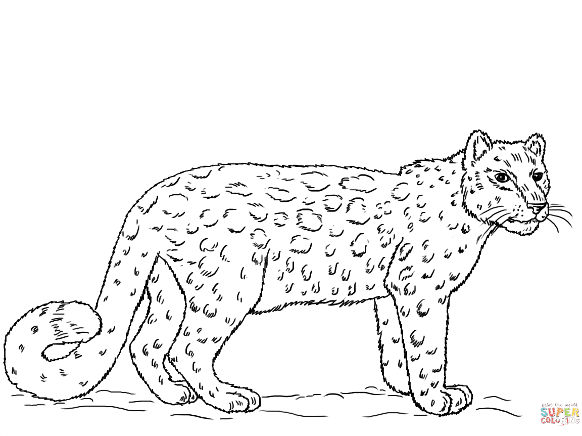 1152x862 African Leopard Coloring Page Free Printable Animals Baby Pictures