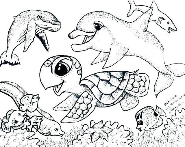 640x509 Sea Lion Coloring Pages Baby Lion Coloring Pages Baby Lion