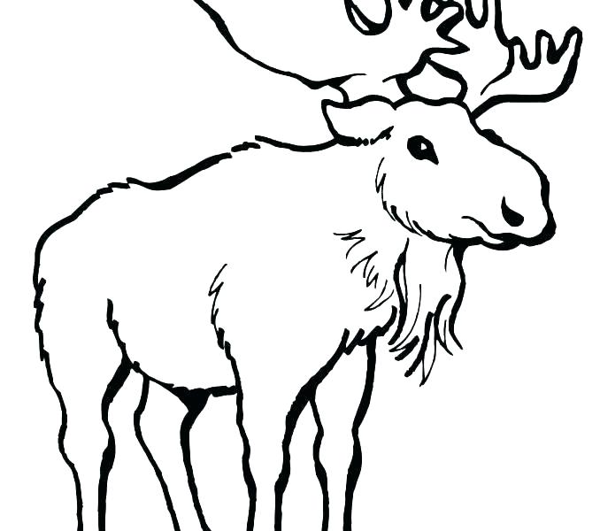 Baby Moose Coloring Pages at GetDrawings | Free download