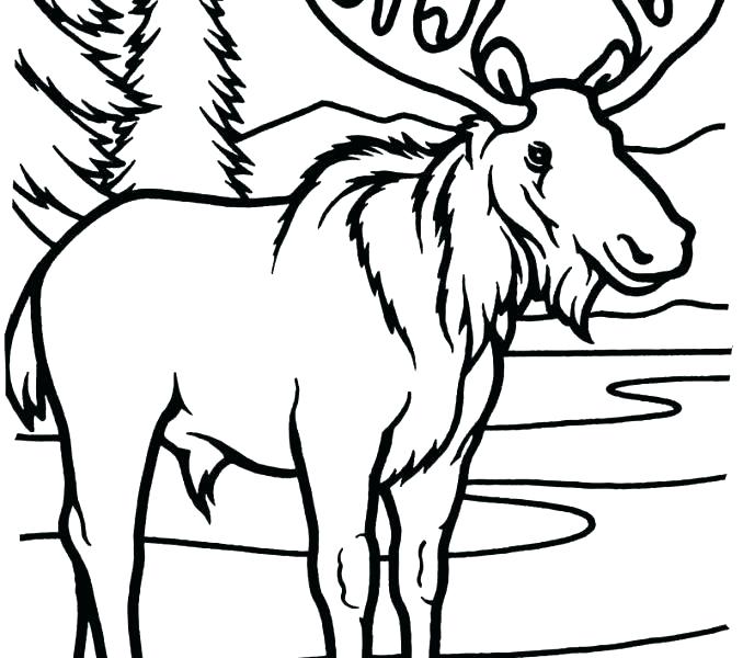 678x600 Moose Coloring Page Moose Coloring Pages Moose Coloring Pages New