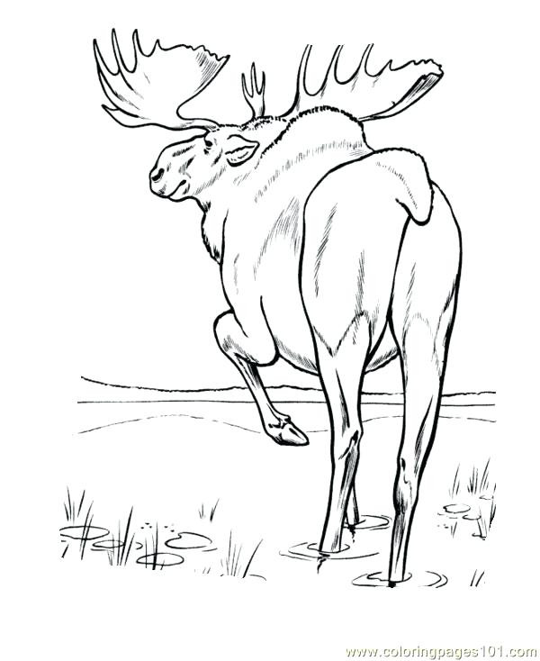 600x734 Moose Coloring Pages Printable Best Of Moose Face Drawing