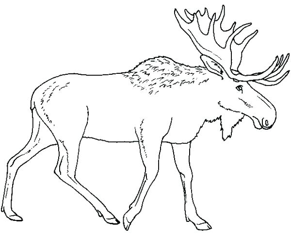 600x484 Cute Baby Moose Coloring Page Zahlkarte Site