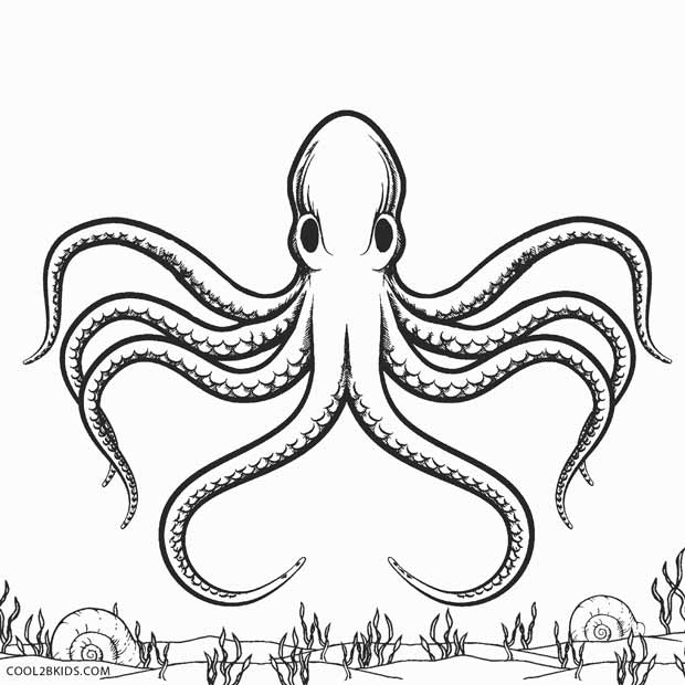 620x620 Octopus Coloring Pages Printable Octopus Coloring Page For Kids