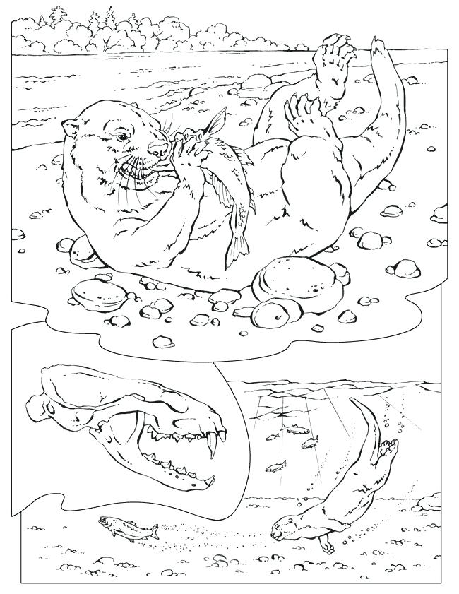 650x841 Sea Otter Coloring Page River Otter Coloring Pages Sea Otter