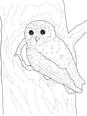 360x480 Owl Printable Coloring Pages