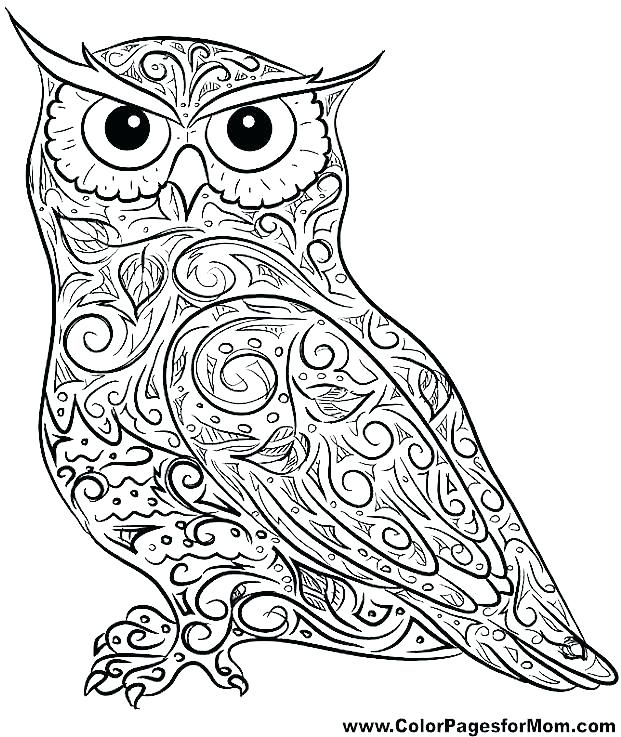 621x737 Baby Owl Coloring Pages Baby Owl Coloring Pages Owls Pictures