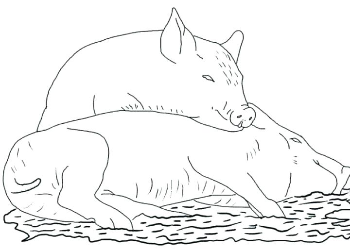 720x517 Baby Pig Coloring Pages Coloring Page Of A Pig Pigs Coloring Pages