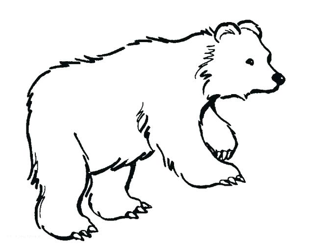 667x500 Polar Bear Coloring Pages Good Polar Bear Coloring Pages Pic Cute