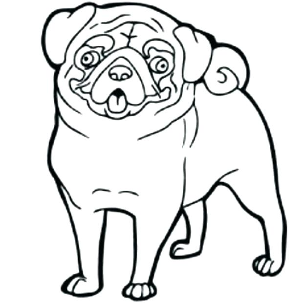 620x620 Pug Coloring Page Pug Coloring Page Coloring Pages Pugs Visualize